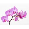 Салон красоты Орхидея