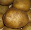 Продаю картофель 7 руб. за кг . отечественный урожай 2011г. 
