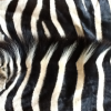 Шкура зебры из Африки для вашего дома.