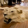 Шкура льва из ЮАР для изысканного интерьера.